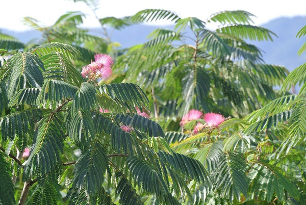 Albizia julibrissin