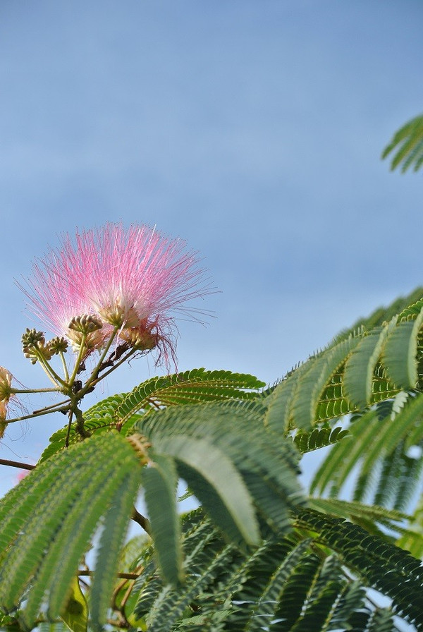 Albizia Julibrissin 'Ombrella'

