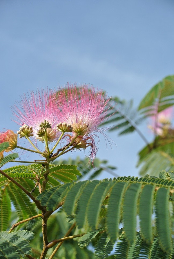 Albizia julibrissin blute