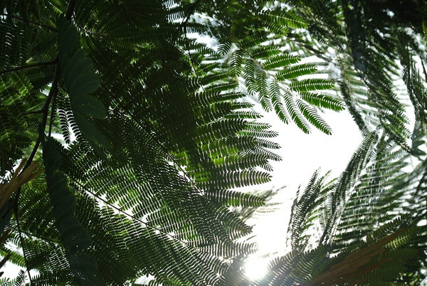 Albizia julibrissin blatt