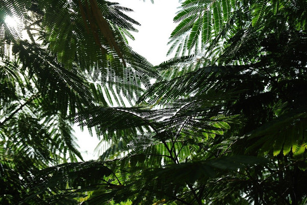 Albizia Julibrissin 'Ombrella' blatt

