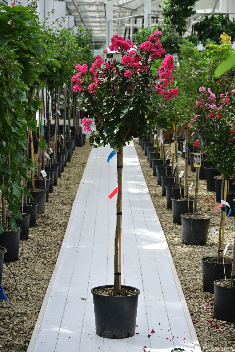 Lagerstroemia Rosa Pflanz