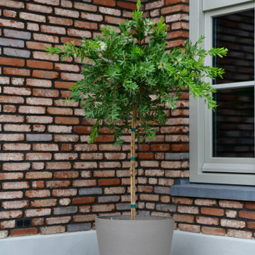 Callistemon pallidus 'Bianco' - halfstam Callistemon pallidus 'Bianco' - halfstam