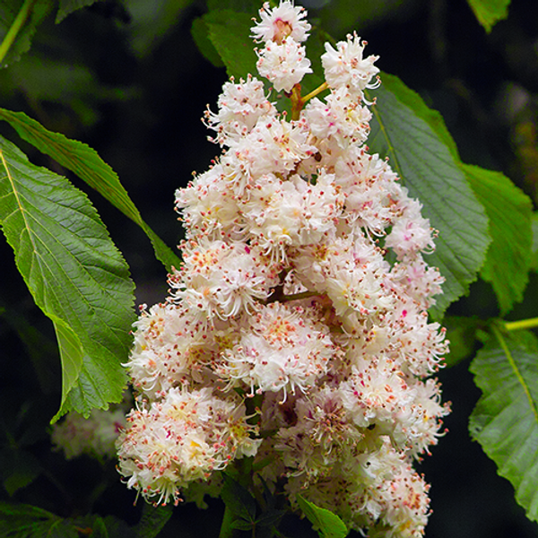 Aesculus hippocastanum Blüme