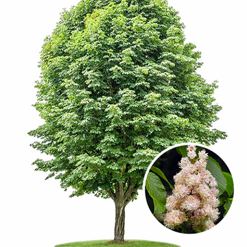 Gefülltblühende Rosskastanie
 Gefülltblühende Rosskastanie