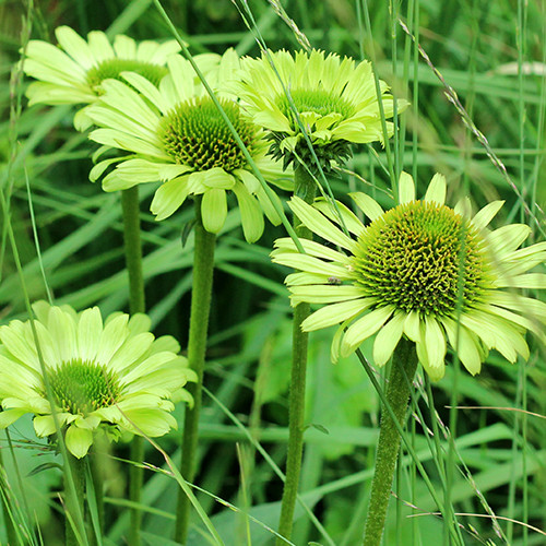 Zonnehoed 'Green Jewel' - Echinacea