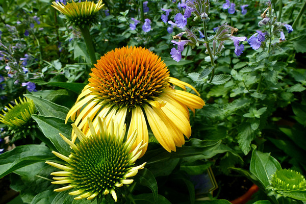 Echinacea 'Harvest Moon' |Gelber Sonnenhut