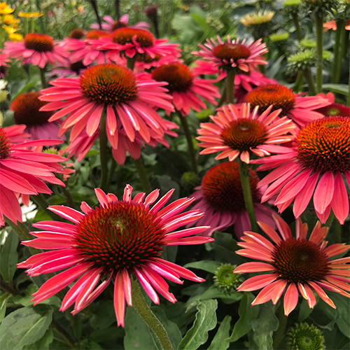 Echinacea Hot Summer P9