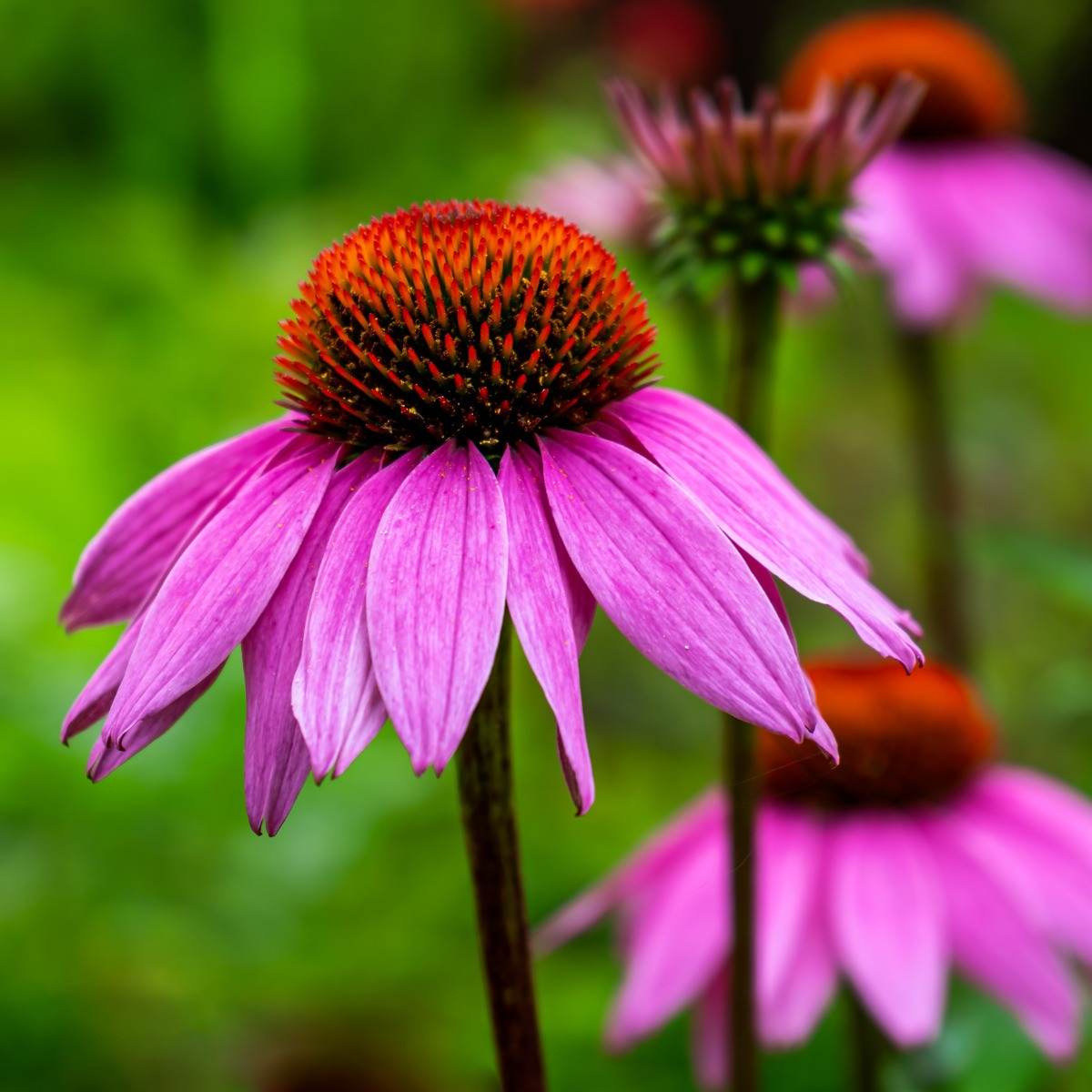 Echinacea purpurea