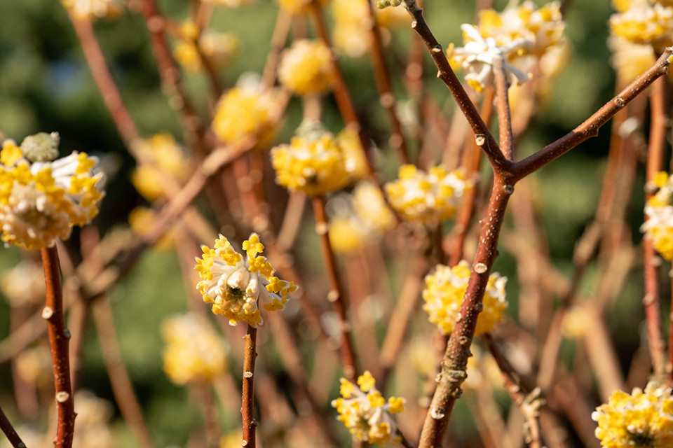 Edgeworthia ‘Grandiflora’ - Papierstruik