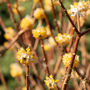Edgeworthia ‘Grandiflora’ - Papierstruik Edgeworthia ‘Grandiflora’ - Papierstruik