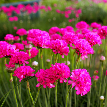 Engels Gras Splendens Engels Gras Splendens