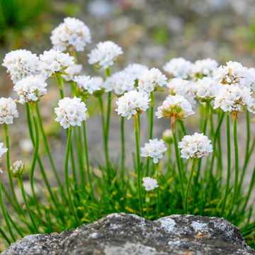 Engels Gras Wit Engels Gras Wit