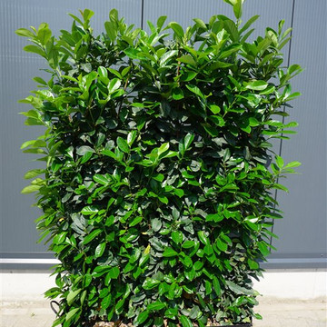 Kirschlorbeer Etna Fertighecke  Kirschlorbeer Etna Fertighecke