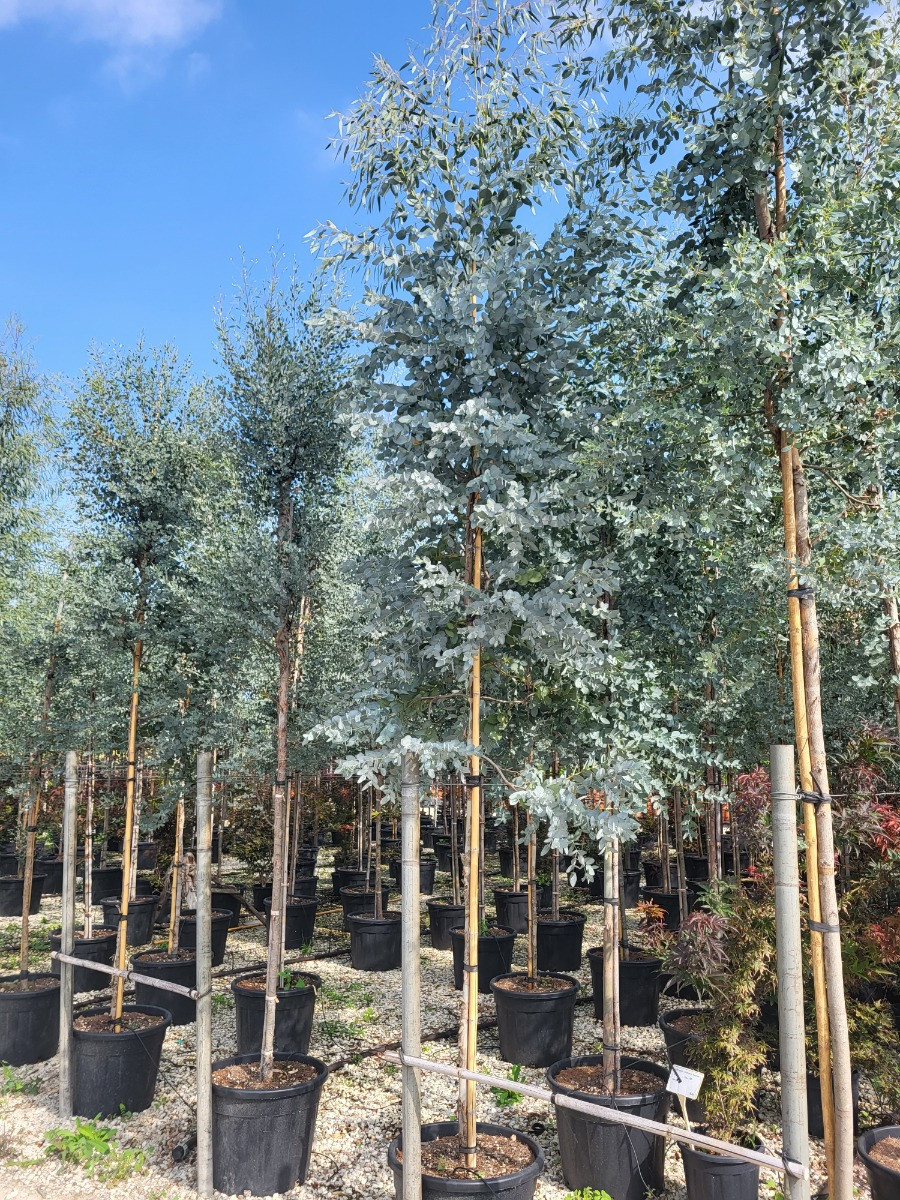 Eukalyptus
