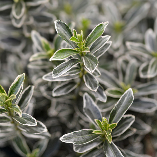 Euonymus japonicus Microphyllus Albovariegatus