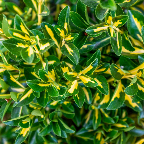 Euonymus japonicus Ovatus Aureus