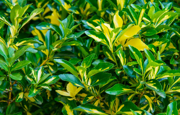Close up blad Kardinaalsmuts Euonymus japonicus 'Ovatus Aureus'