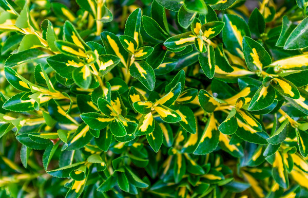 Kardinaalshoed Euonymus 'Ovatus Aureus' bladeren