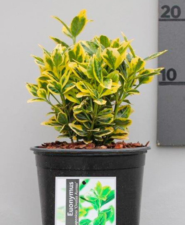 Euonymus japonicus 'Ovatus Aureus' plantje