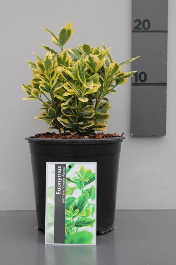 Kardinaalshoed 'Ovatus Aureus'  plant