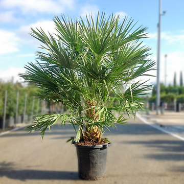 Zwergpalme 125-150 Chamaerops Humilis
 Zwergpalme 125-150 Chamaerops Humilis