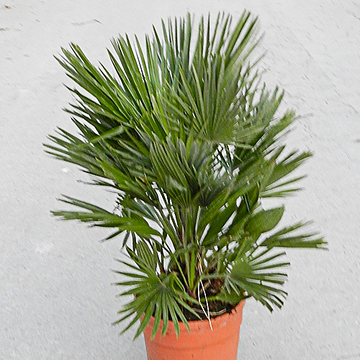Chamaerops Humilis Chamaerops Humilis