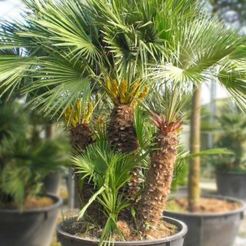 Europese Dwergpalm Meerstammig Europese Dwergpalm Meerstammig