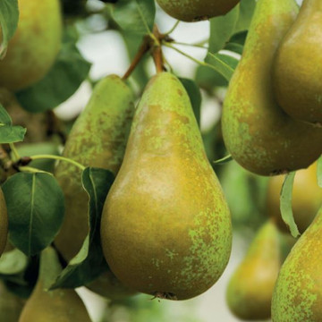 Handpeer Conference Patiofruit  Handpeer Conference Patiofruit