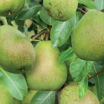 Doyenne du Comice Patiofruit  Doyenne du Comice Patiofruit