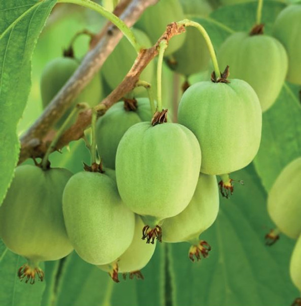 Selbstbestubende Mini-Kiwi Issai | Actinidia arguta Issai