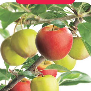 Duo-appelboom patiofruit Duo-appelboom patiofruit