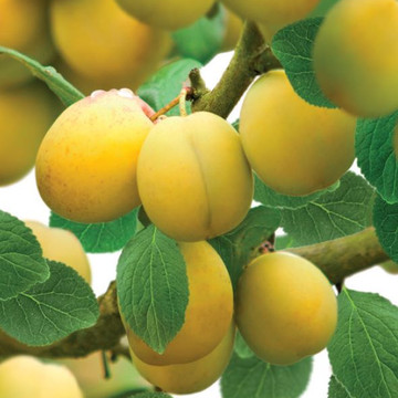 Mirabelle de Nancy Patiofruit  Mirabelle de Nancy Patiofruit