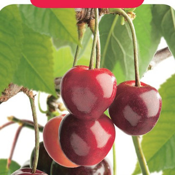 Duokers patiofruit Duokers patiofruit