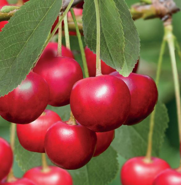 Sauerkirsche Morel | Prunus cerasus | Baumschuleonline
