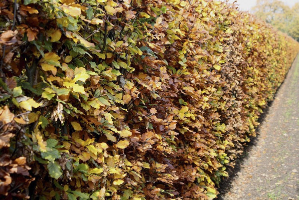 Rotbuche Fertighecke | Fagus Sylvatica | Baumschuleonline.de