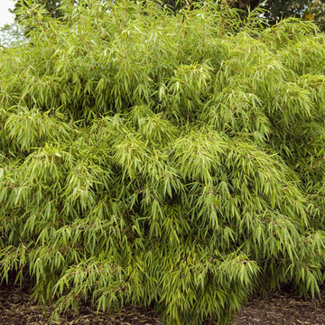 Fargesia Rufa Fargesia Rufa