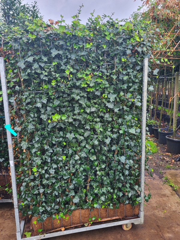 Gemeiner Efeu Fertighecke | Hedera Helix Woerner | Baumschuleonline
