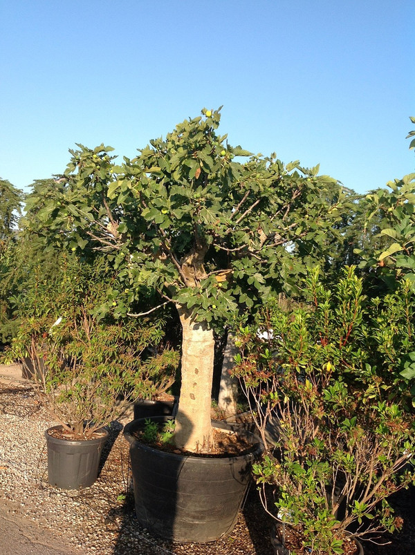 magnolie düngen -- mit rhododendrondünger Purgrün Magnoliendünger 1 Liter main image 0