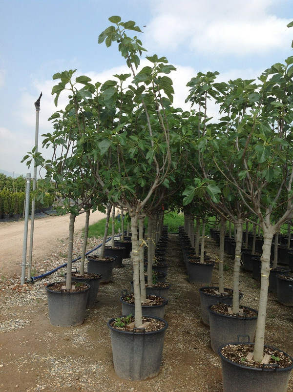 Feigenbaum Ficus Carica kaufen | Winterhart | Viele Frchte