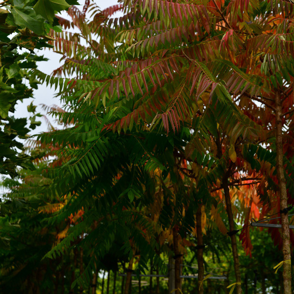 Essigbaum | Rhus typhina