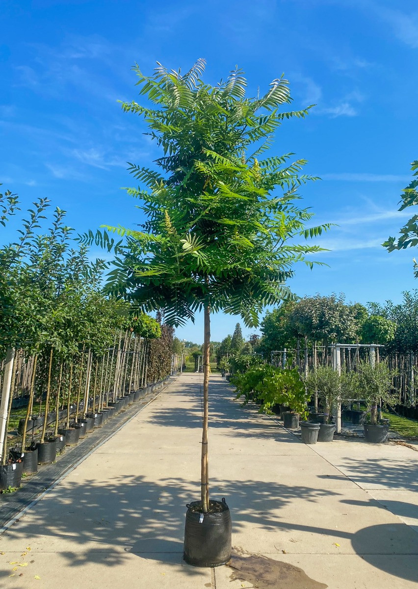 Fluweelboom
