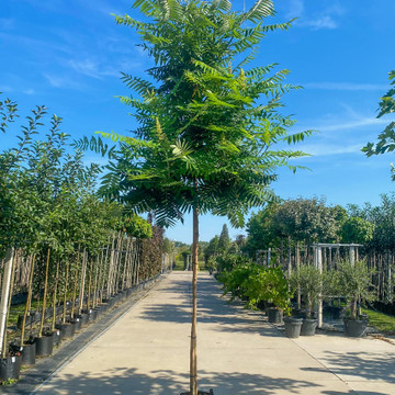 Fluweelboom
 Fluweelboom