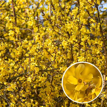 Forsythia Forsythia