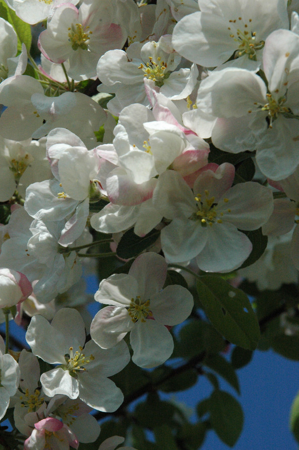 Malus red Zierapfel Spalier