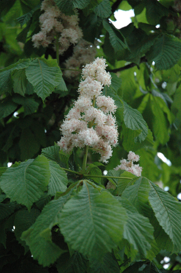 Bloem Aesculus hippocastanum Baumanni