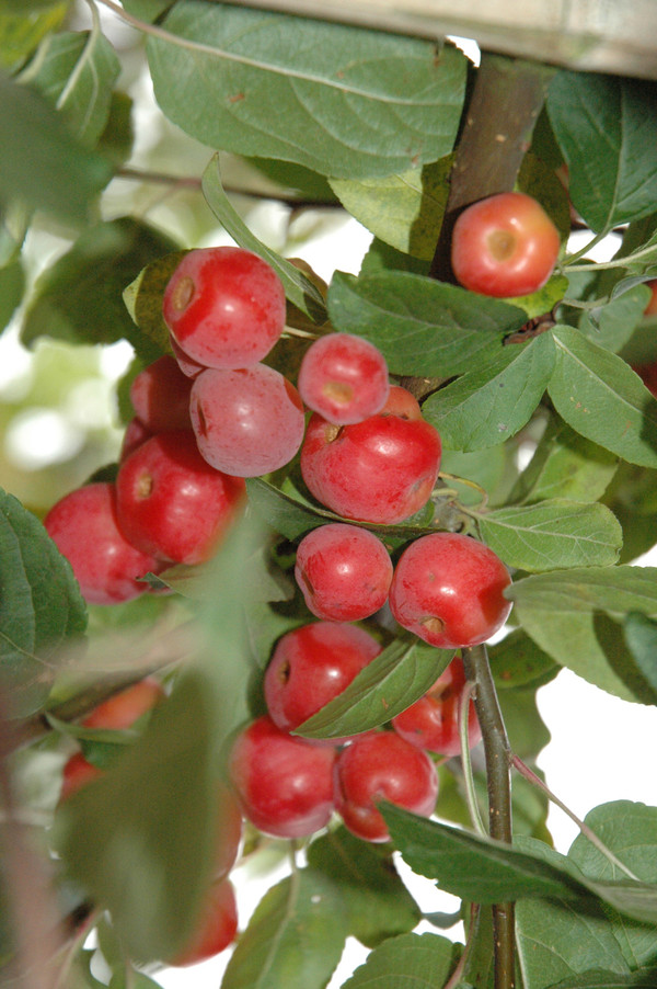 Zierapfel Frücht