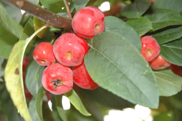 Malus Zierapfel Garten