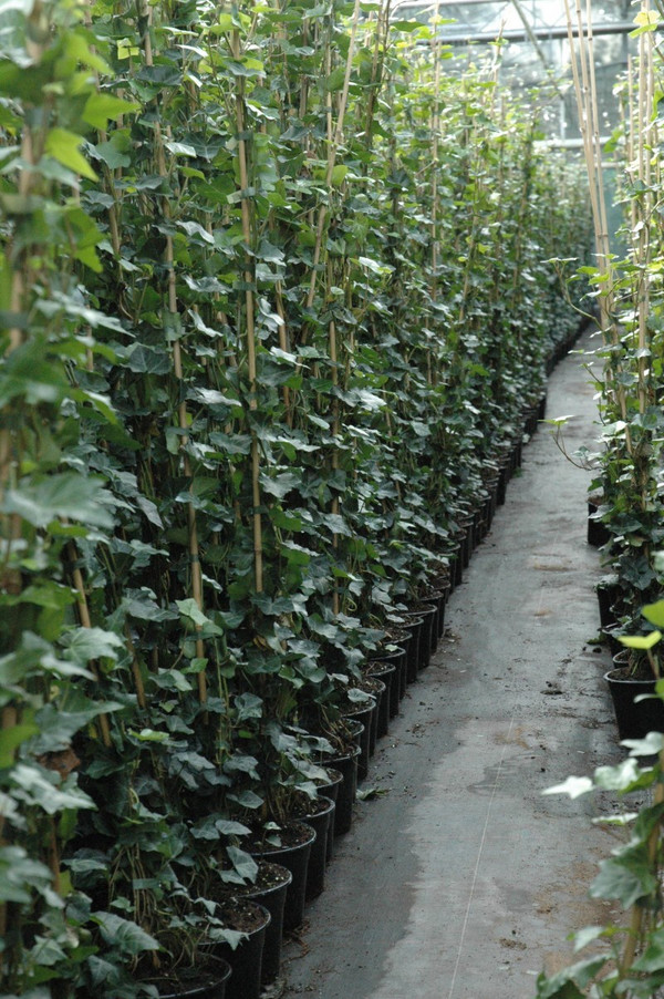 goldfruchtpalme pflanze Goldfruchtpalme XL | Dypsis
