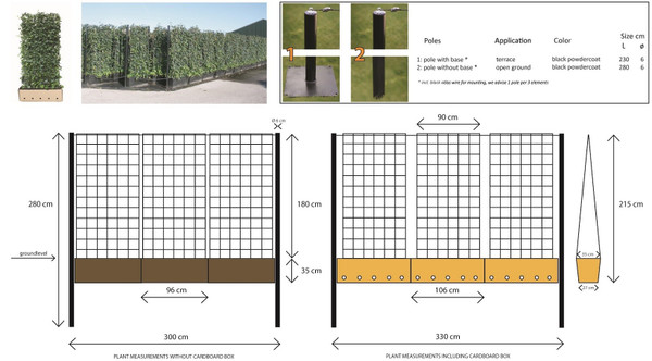 Ovalblttriger Liguster Fertighecke | Ligustrum| Baumschuleonline.de